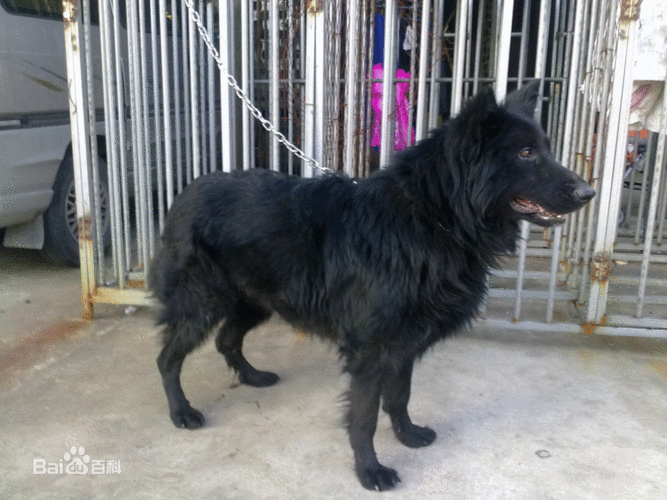 比利时黑色牧羊犬,比利时黑色牧羊犬图片,黑色的猎犬有哪些品种？