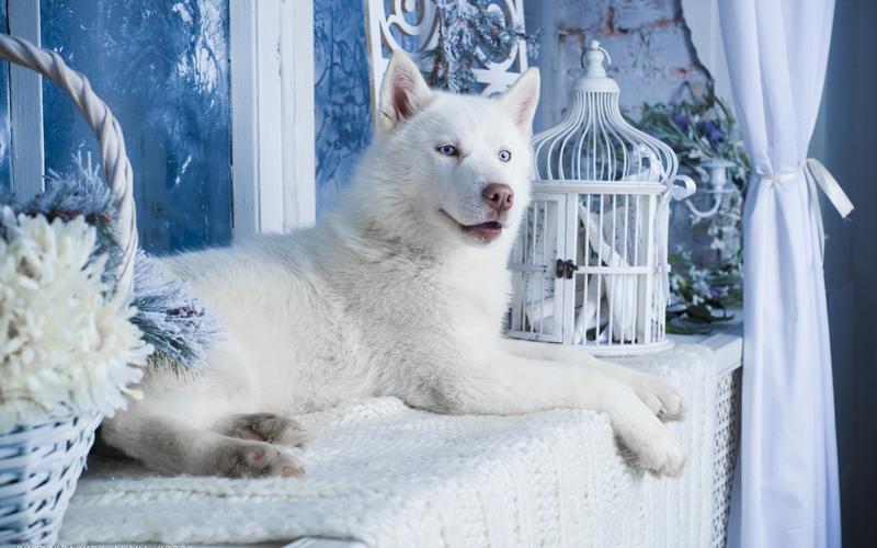 白色哈士奇,白色哈士奇图片大全,汪汪队白色雪地犬叫什么？