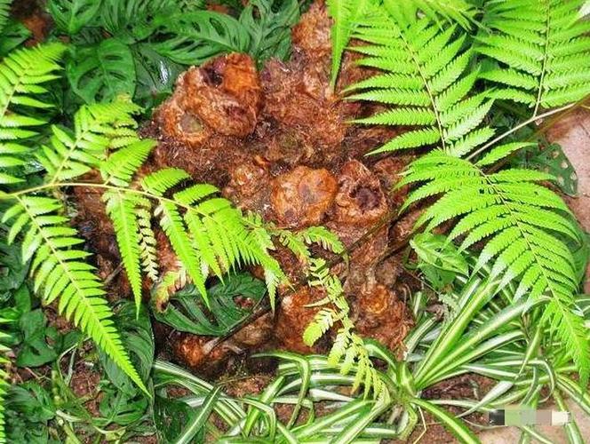 金毛狗蕨类植物,金毛狗蕨类植物是二级保护吗,金毛蕨几年的生长期？