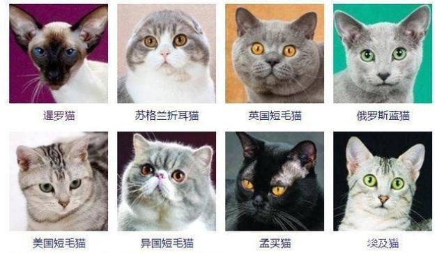 宠物猫的品种及图片,宠物猫的品种及图片大全,宠物猫有多少品种？