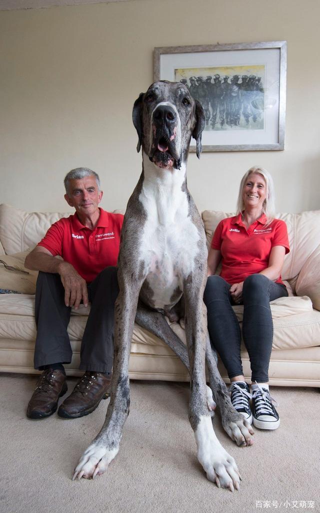 世界最大的狗,世界最大的狗排名前十名,世界上年龄最大的狗多大？