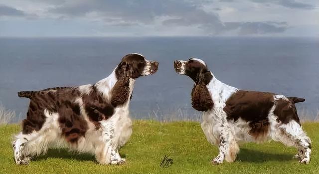 英国跳猎犬,英国跳猎犬图片,英国猎犬品种？