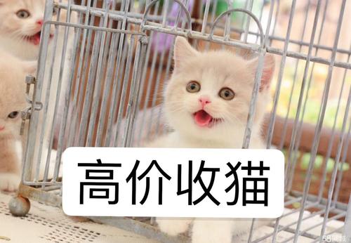 宠物猫交易网站,宠物猫交易网站 宠物猫价格,上海最大批发猫市场？