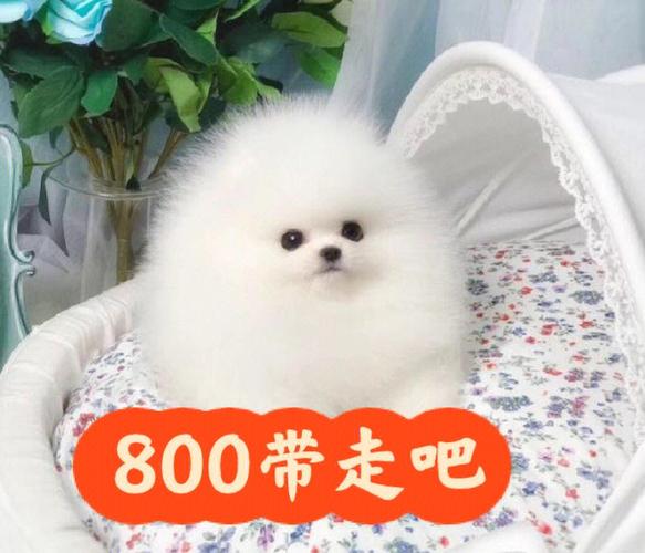 博美幼犬多少钱一只,博美幼犬多少钱一只白色,1300能买到纯种博美吗？