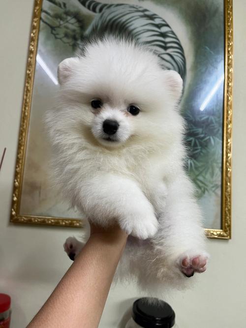 博美多少钱一只白色,博美多少钱一只白色幼犬,博美市场价是多少？