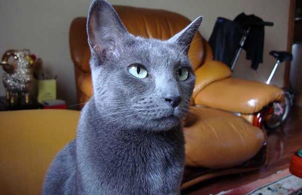 俄罗斯蓝猫,俄罗斯蓝猫多少钱一只,俄罗斯蓝猫粘人吗？