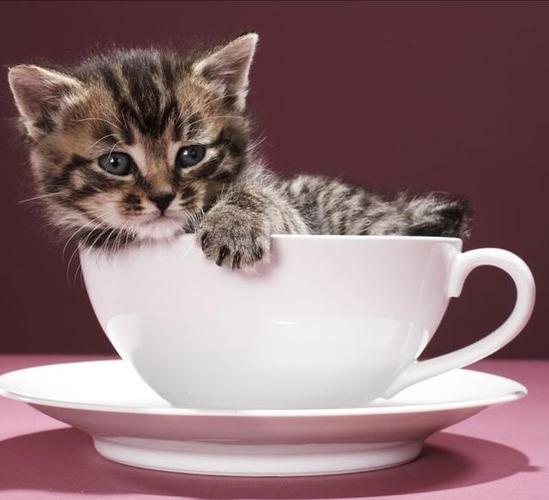 茶杯猫的图片,茶杯猫的图片大全可爱,功夫茶猫是什么？