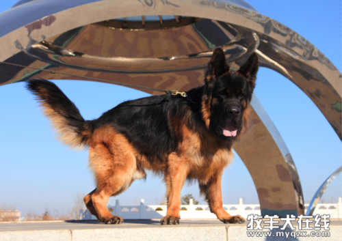 中国牧羊犬,中国牧羊犬有几种,中国最贵的狗狗排名前十？