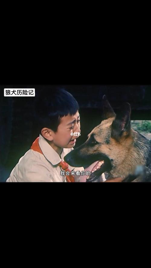 狼犬历险记,狼犬历险记电影免费观看,一个男孩带着两条狗进城电影？