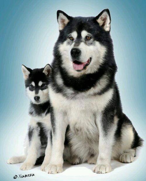 阿拉斯加雪橇犬哈士奇,阿拉斯加雪橇犬哈士奇哪个好,阿拉斯加雪橇犬哈士奇德国牧羊犬养哪个好？