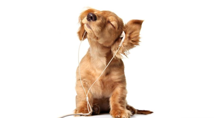 狗狗爱听的音乐,狗狗音乐歌曲大全,狗狗听起来会愉快的歌？