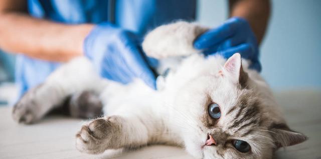 猫中毒的症状,猫中毒的症状会怎样,猫咪中毒如何进行紧急处理？