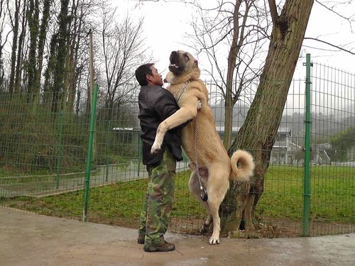 土耳其坎高犬,土耳其坎高犬图片,世界上最厉害的狗，到底，是土耳其，坎高犬，还是，巴基斯坦库达呢？