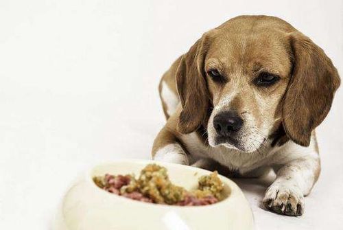 狗狗食欲不振,狗狗食欲不振精神不好是怎么回事,狗狗食欲不振是什么原因？