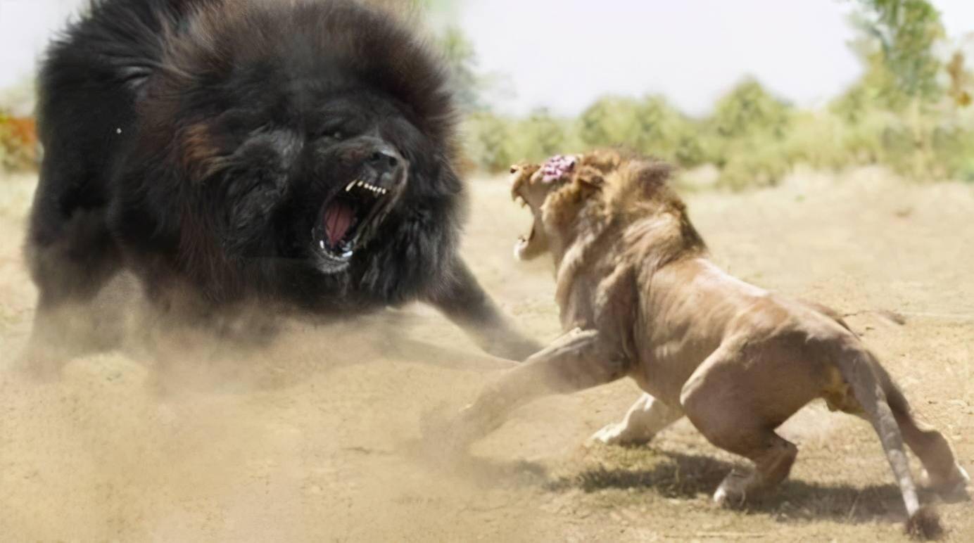 藏獒vs狮子,藏獒vs狮子(绝对真实),1只雄狮与3只藏獒打架，谁会赢呢？