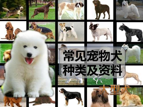 宠物犬的种类,宠物犬的种类及图片,怎么查狗狗的品种？
