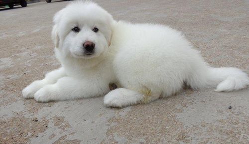 大白熊幼犬,大白熊幼犬图片,大白熊幼犬多少钱一只？
