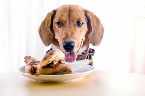 狗狗不能吃的食物,狗狗不能吃的食物和水果有哪些,狗狗可以吃鸡爪子吗？