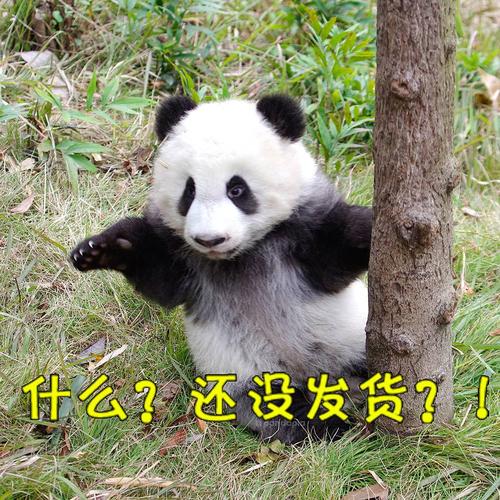 大熊猫图片,大熊猫图片可爱图片,男生发熊猫表情什么意思？