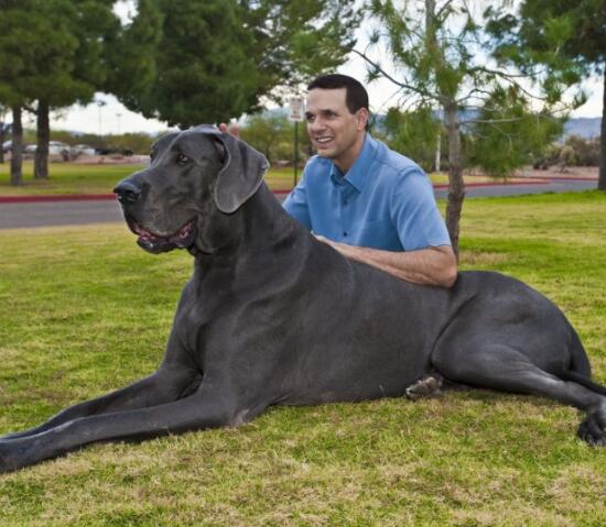 适合家养的大型犬,适合家养的大型犬排名,为什么普通人不能养大型犬？