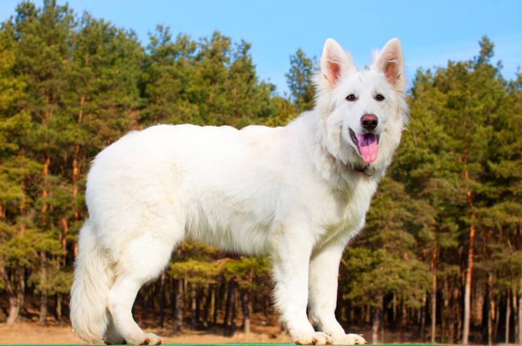 白色瑞士牧羊犬,白色瑞士牧羊犬多少钱一只,瑞士牧羊犬有什么颜色的？