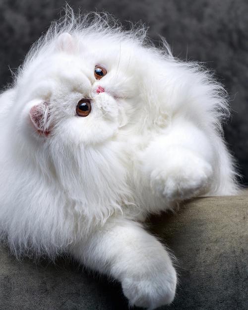波斯猫的图片,波斯猫的图片大全 可爱,盘点最漂亮可爱的十个猫咪品种，你家猫是哪一种？