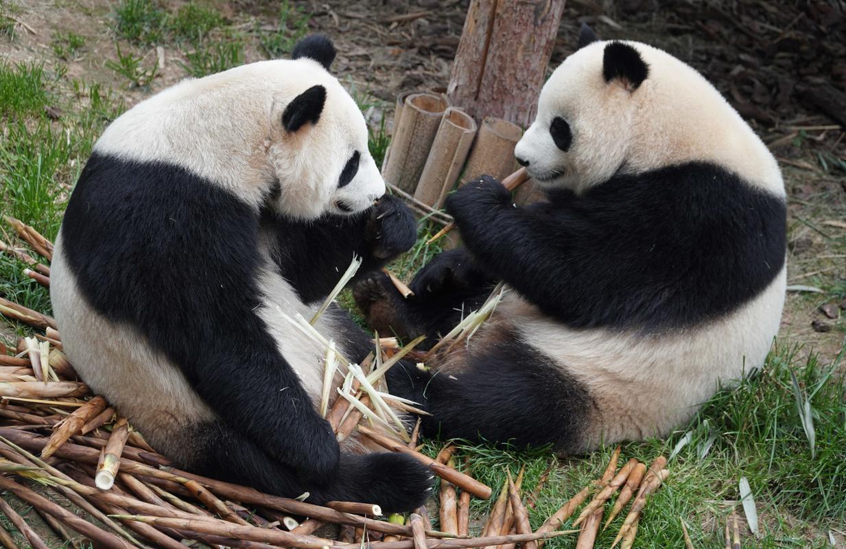 大熊猫的生活习性,大熊猫的生活环境和生活方式,大熊猫的生活习性？