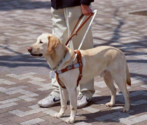 拉不拉多犬,拉不拉多犬能长多大?,拉布拉多犬的介绍和训练的方法？
