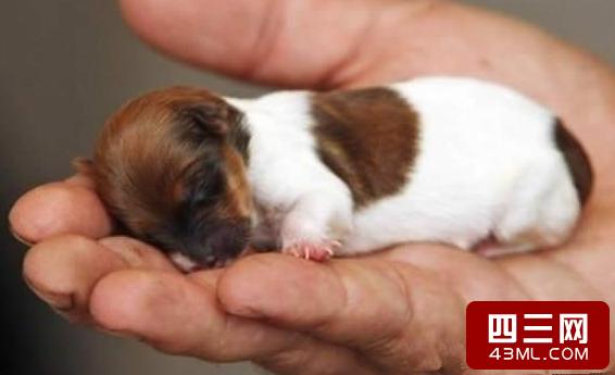 世界最小狗,世界最小狗排名,世界上最善良的十种动物？