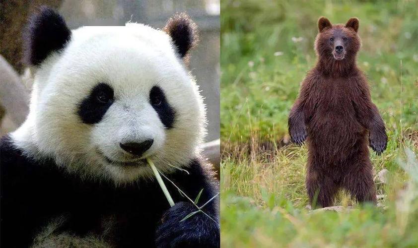 熊猫的特点,熊猫的特点有哪些?,大熊猫7个外形特点？