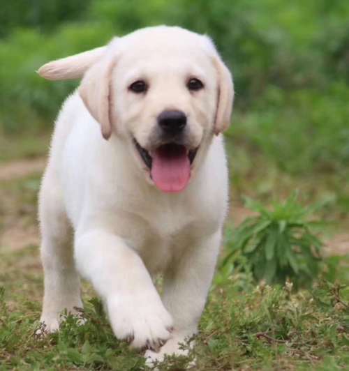纯种拉布拉多犬多少钱,纯种拉布拉多犬多少钱一只,纯种拉布拉多幼犬与串的区别？