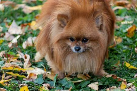 波美拉尼亚犬,波美拉尼亚犬图片,十种最省心的小型犬排名？