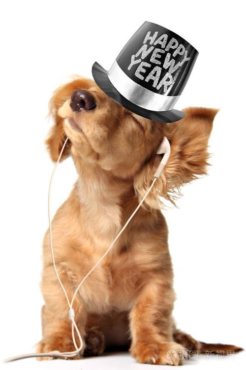 狗狗听的音乐,专门给狗狗听的音乐,狗狗为什么爱听歌。还呜呜的鸣叫？