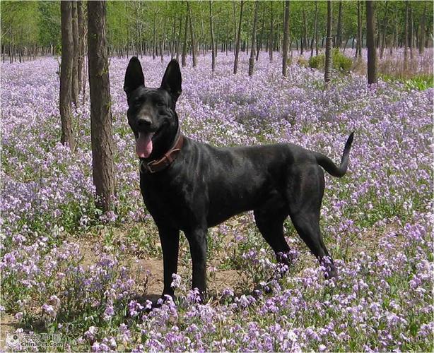 纯种黑背犬多少钱一只,黑狼犬图片,纯种德国黑背一胎能产几个？