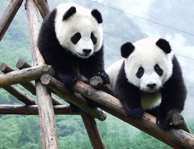 大熊猫的特点,大熊猫的特点是什么?,熊猫的外形特点？