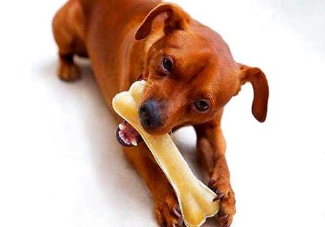 小狗吃骨头,小狗吃骨头卡住了喉咙怎么办,狗狗误食骨头了？