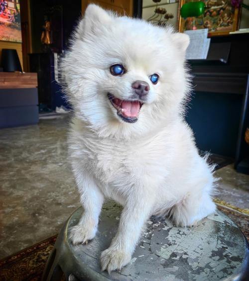 蓝眼睛的狗,蓝眼睛的狗是什么狗种,一只蓝眼睛的这是什么狗？