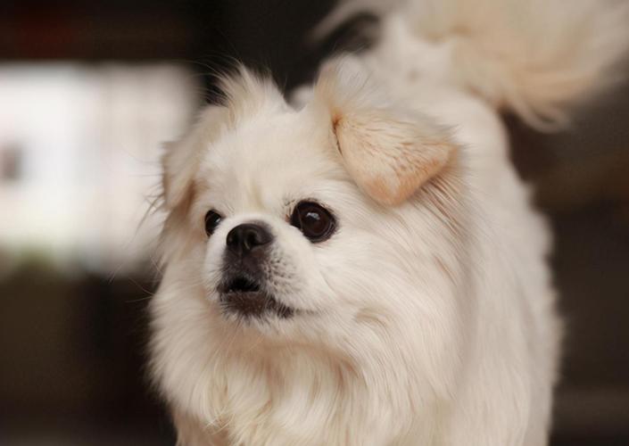 纯种北京犬多少钱一只,纯种北京犬多少钱一只?,北京禁养犬名单最新2022？