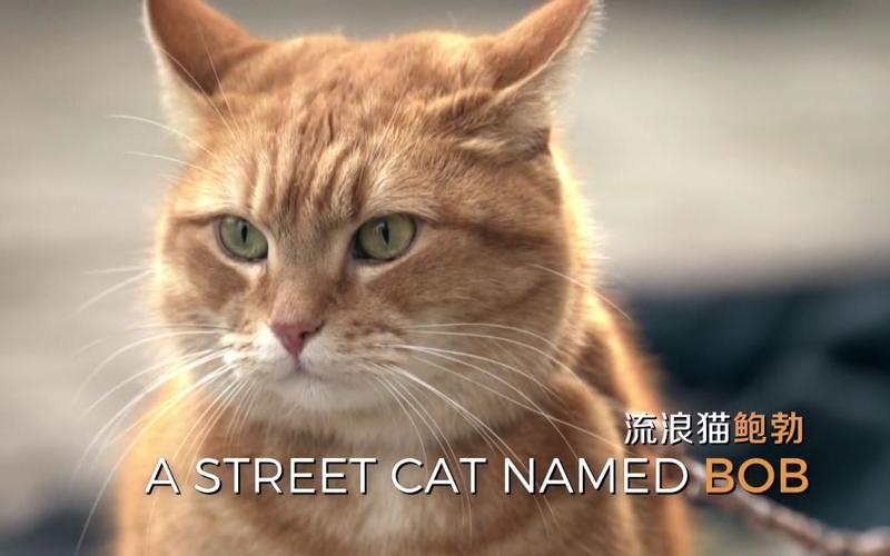 会说话的猫,会说话的猫真实视频,会说话的猫真实事件？