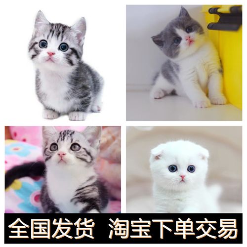 纯种美短猫多少钱一只,纯种美短猫多少钱一只幼崽,800元英短猫纯不纯的？