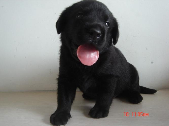 纯种拉布拉多幼犬多少钱一只,黑色纯种拉布拉多幼犬多少钱一只,160买一只拉布拉多靠谱吗？