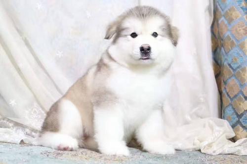 纯种阿拉斯加多少钱一只,纯种阿拉斯加多少钱一只幼犬,5000元的阿拉斯加犬是什么级别？