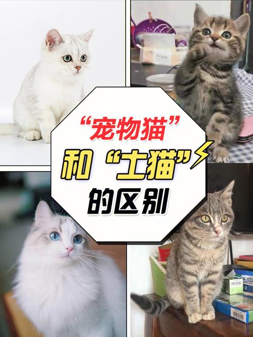 广州宠物猫,广州宠物猫交易市场在哪里,白云山为什么这么多野猫？