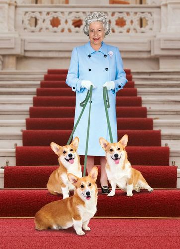 英国女王的狗,英国女王的狗什么品种,柯基犬为什么叫女王犬？