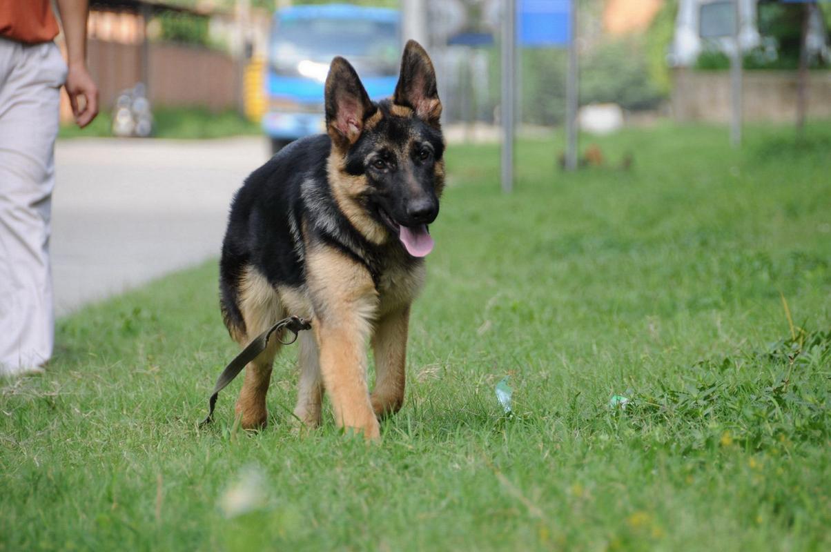 如何训练德牧幼犬,如何训练德牧幼犬视频,5个月的德牧犬训练方法？