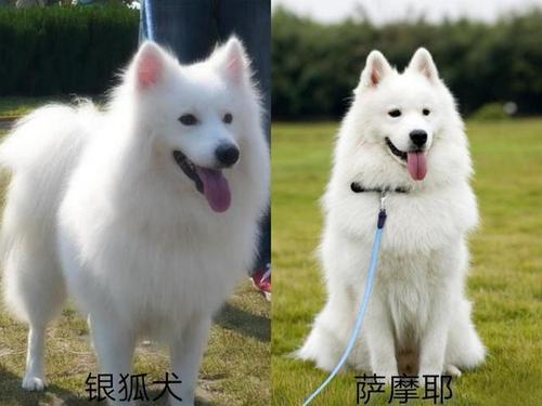 银狐犬和萨摩的区别,银狐犬和萨摩的区别图片,银狐犬和萨摩耶的区别，外形都有一定区别？