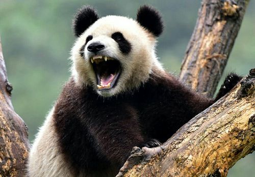 熊猫的图片,熊猫的图片真实,熊猫发怒有多猛？
