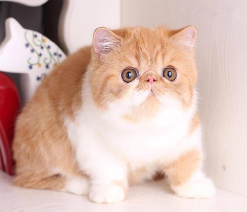 波斯猫和加菲猫,波斯猫和加菲猫的区别,咖啡猫和加菲猫有什么区别？