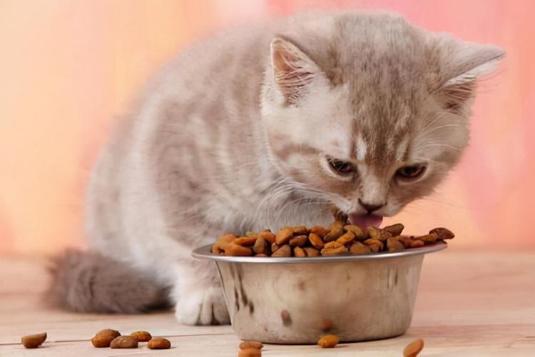 猫肚子疼怎么办,猫肚子疼怎么办吃什么药,小猫咪肚子疼会有什么表现？