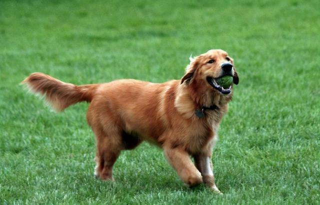 金毛犬的饲养,金毛犬的饲养方法,金毛的饲养和训练？